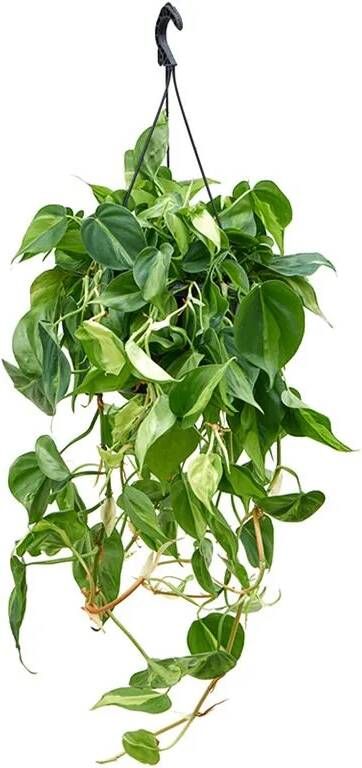 Fleurdirect Philodendron Scandens