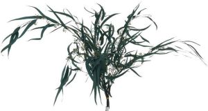 J-Line Bundel Eucalyptus Wild Gedroogd Groen