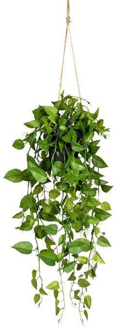 Kopu Hangplant Philodendron 75 cm Macramé Plantenhanger met Pot