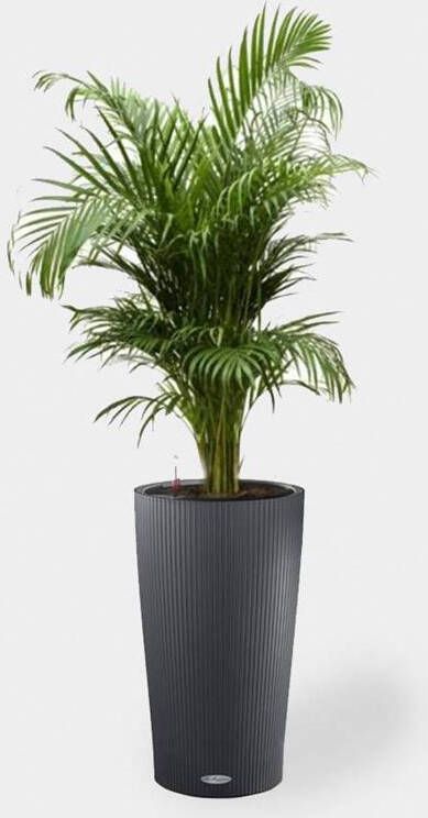 Lechuza Goudpalm in Zelfwatergevende pot