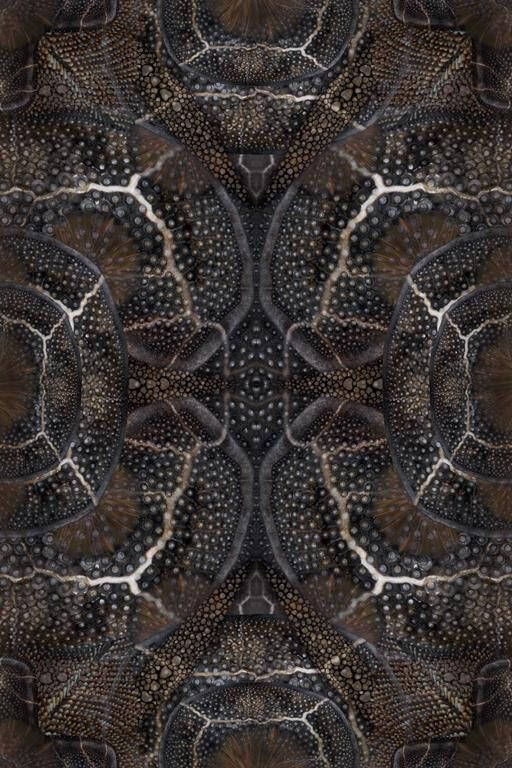 Moooi Carpets Blooming Seadragon vloerkleed 200x300