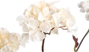 PTMD Gedroogde Hortensia Droogbloem 43x23x77 cm Kunststof Créme