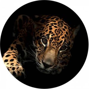 Seemly | Jaguar Muurcirkel