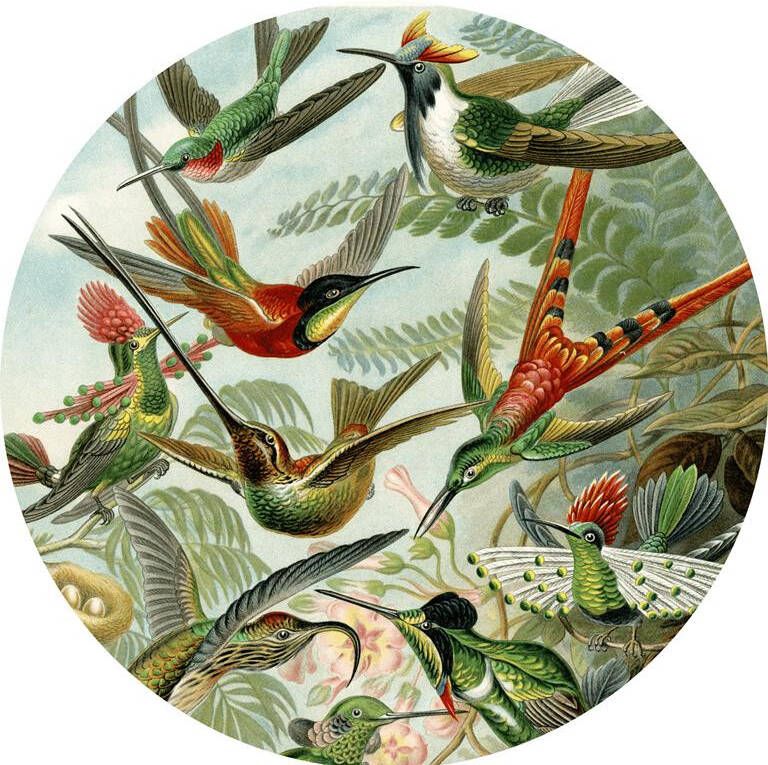 Seemly | Kolibries Muurcirkel