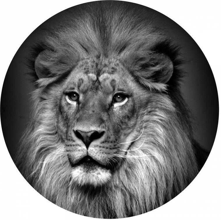 Seemly | Lion Muurcirkel