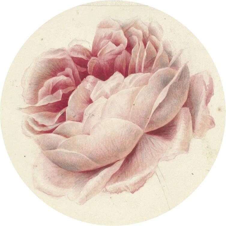 Seemly | Roze Roos Muurcirkel
