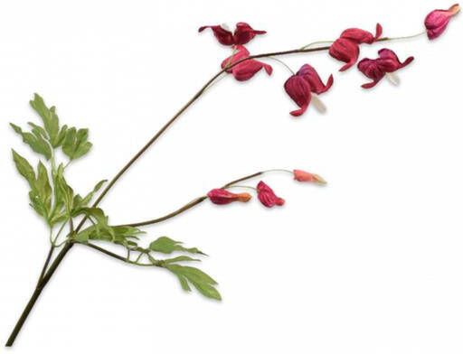 Silk-ka Kunstbloem-Zijden Bloem Frittelaria Tak Rood-Bruin 71 cm