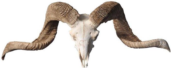 Vtw Living Ram Schedel Echt Ramschedel Skull