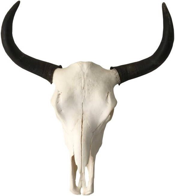 Vtw Living Skull Decoratie Jak Schedel Longhoorn Buffelschedel