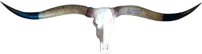 Vtw Living Skull Decoratie Longhoorn Skull Dierenschedel 170 cm