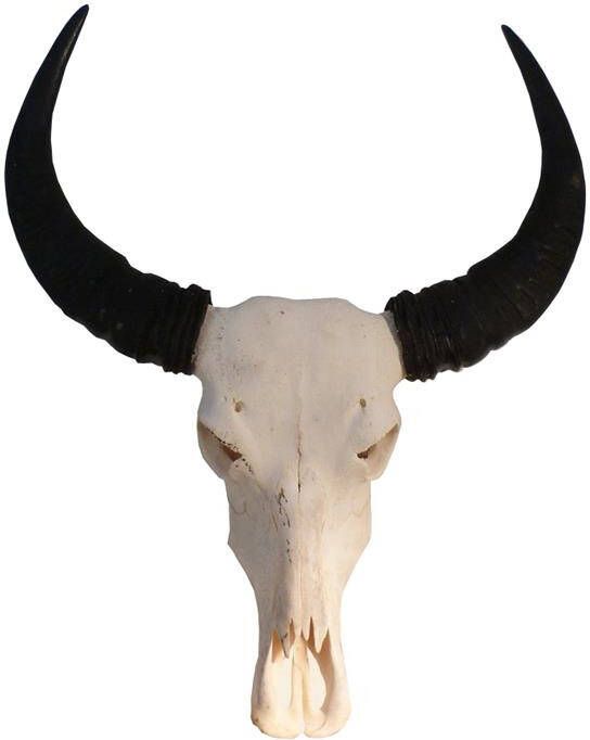 Vtw Living Skull Decoratie Waterbuffel Skull Echt Buffelschedel