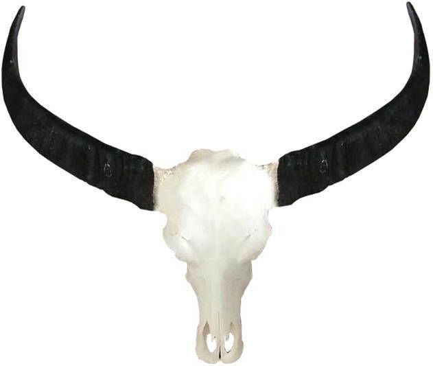 Vtw Living Skull Decoratie Waterbuffel XL Skull Echt
