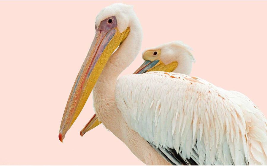 Goossens Schilderij Pink Pelican 148 x 98 cm