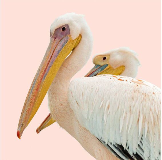 Goossens Schilderij Pink Pelican 74 x 74 cm