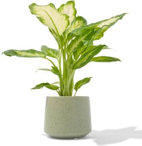 HEMA Aardewerk Bloempot Met Spikkels Ø10x10 (groen)