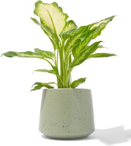 HEMA Aardewerk Bloempot Met Spikkels Ø12.5x12.5 (groen)