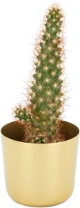HEMA Bloempot Ø 6.8 Cm (goud)