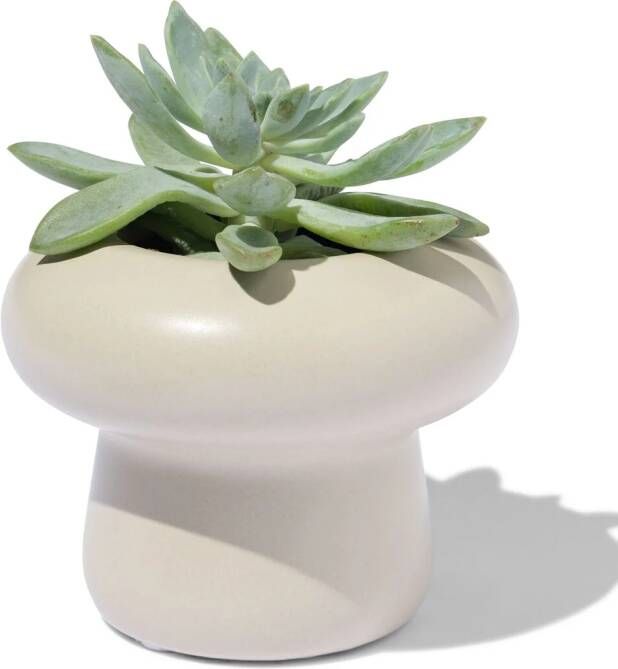 HEMA Bloempot Ø6x7cm Keramiek Paddenstoel Wit (naturel)