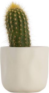 HEMA Bloempot Ø7x6.5 Keramiek Wit (wit)