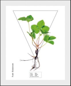Andas Wanddecoratie Plant Clover met frame