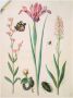 Artland Artprint Admiraal roos iris orchid. als poster muursticker in verschillende maten - Thumbnail 1