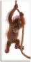 Artland Artprint Baby orang oetan hangt aan het touw I als artprint van aluminium artprint op linnen muursticker of poster in verschillende maten - Thumbnail 1