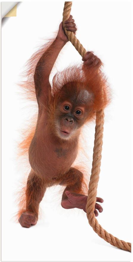 Artland Artprint Baby orang oetan hangt aan het touw I als artprint van aluminium artprint op linnen muursticker of poster in verschillende maten