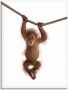 Artland Artprint Baby orang oetan hangt aan het touw II als artprint van aluminium artprint voor buiten artprint op linnen poster muursticker - Thumbnail 1