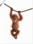 Artland Artprint Baby orang oetan hangt aan het touw II als artprint van aluminium artprint voor buiten artprint op linnen poster muursticker - Thumbnail 1