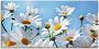 Artland Artprint Bloemen margrieten als artprint van aluminium artprint voor buiten artprint op linnen in verschillende maten - Thumbnail 1