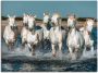 Artland Artprint Camargue paarden galopperen op het strand als artprint van aluminium artprint voor buiten artprint op linnen poster muursticker - Thumbnail 1