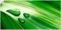 Artland Poster Close-up van een groen plantenblad als artprint op linnen muursticker of poster in verschillende maten - Thumbnail 1
