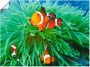 Artland Artprint Finding Nemo als poster muursticker in verschillende maten - Thumbnail 1