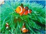 Artland Artprint Finding Nemo als poster muursticker in verschillende maten - Thumbnail 1