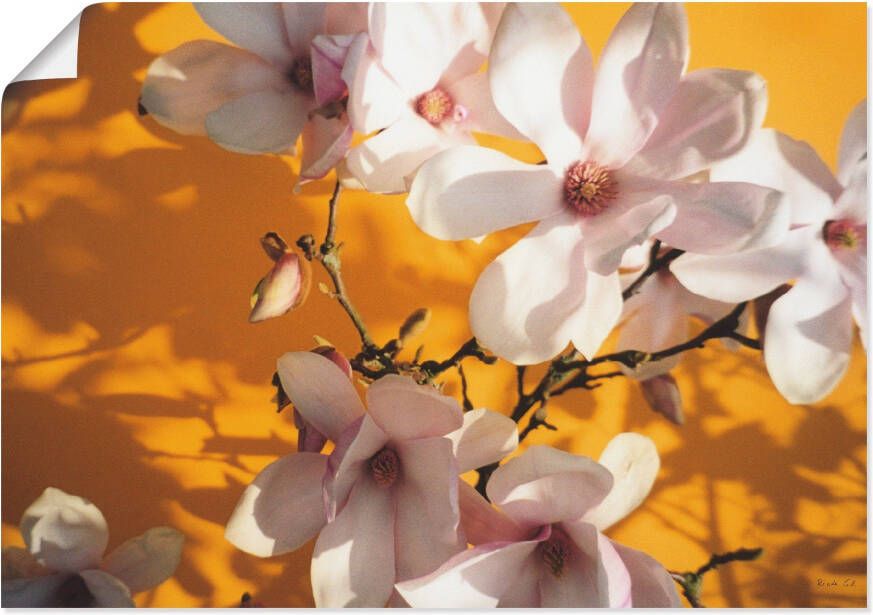 Artland Artprint Fotocollage magnolia als artprint op linnen poster in verschillende formaten maten
