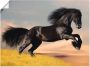 Artland Artprint Friese hengstgalop als poster in verschillende formaten maten - Thumbnail 1