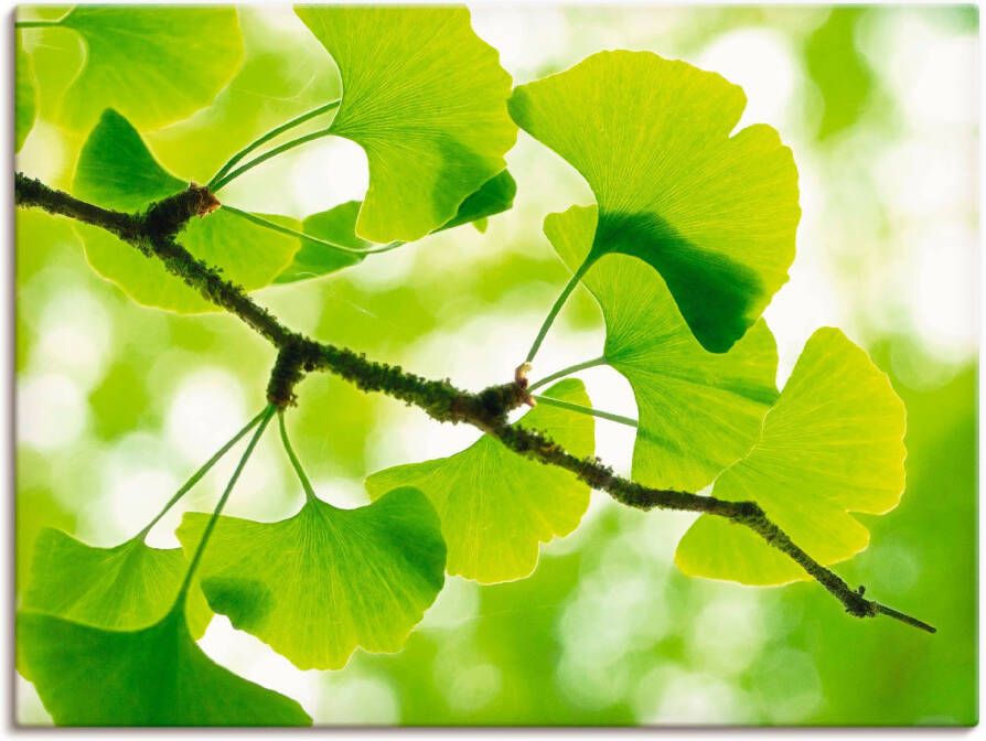 Artland Artprint Ginkgo als artprint op linnen poster in verschillende formaten maten