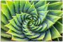 Artland Artprint Groene spiraal als artprint van aluminium artprint op linnen muursticker of poster in verschillende maten - Thumbnail 1