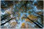 Artland Artprint Herfst in het bos als artprint van aluminium artprint voor buiten artprint op linnen in verschillende maten - Thumbnail 1