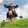 Artland Artprint Holstein-koe met enorme tong als artprint van aluminium artprint voor buiten artprint op linnen poster muursticker - Thumbnail 1