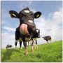 Artland Artprint Holstein-koe met enorme tong als artprint van aluminium artprint voor buiten artprint op linnen poster muursticker - Thumbnail 1
