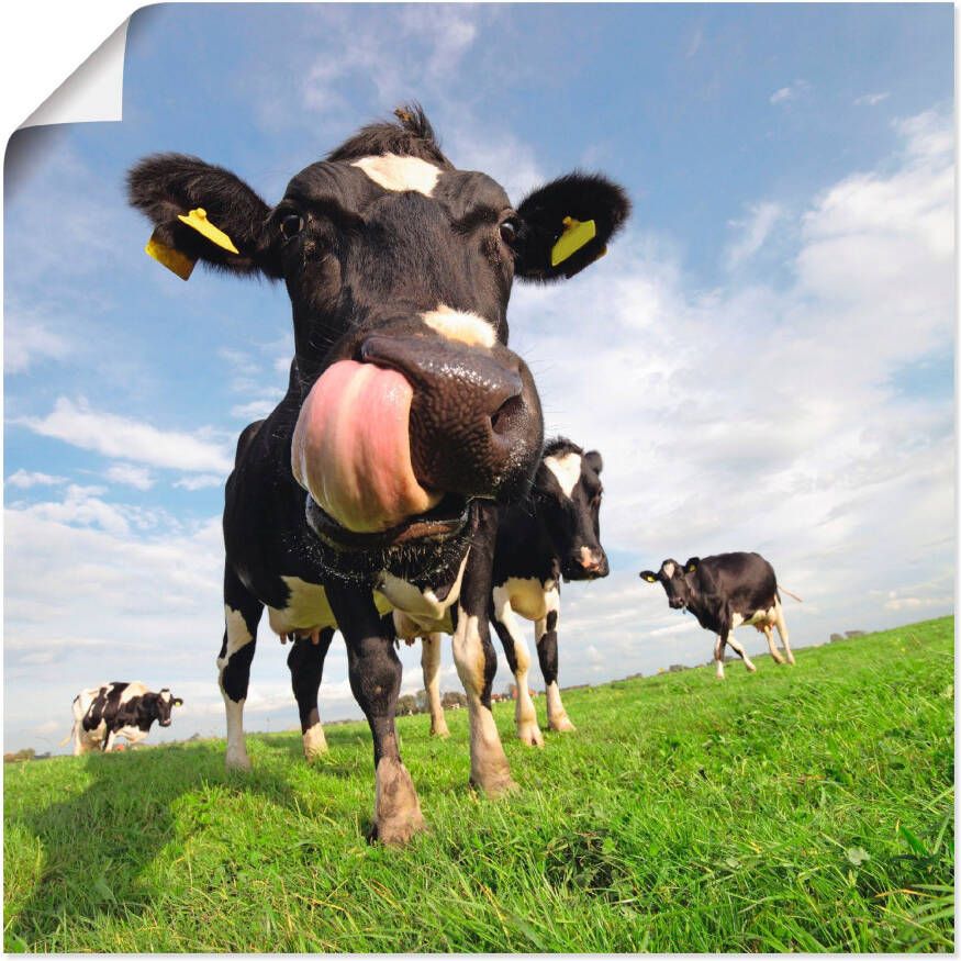 Artland Artprint Holstein-koe met enorme tong als artprint van aluminium artprint voor buiten artprint op linnen poster muursticker