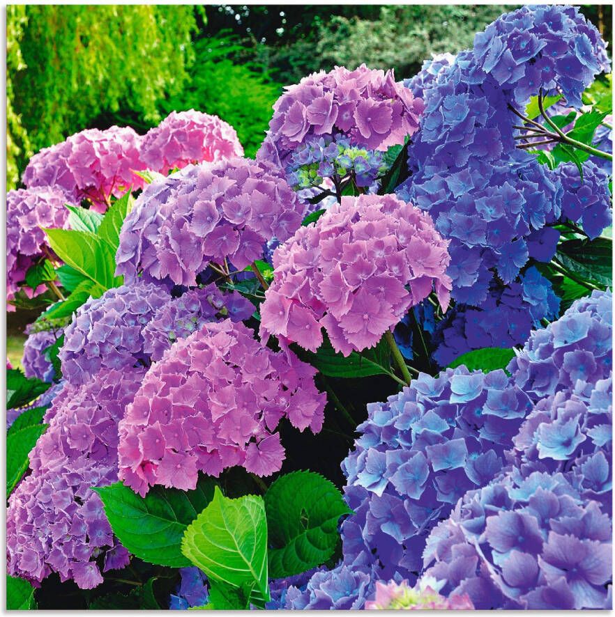 Artland Artprint Hortensia's in de tuin als artprint van aluminium artprint voor buiten artprint op linnen poster muursticker