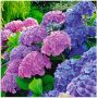 Artland Artprint Hortensia's in de tuin als artprint van aluminium artprint voor buiten artprint op linnen poster muursticker - Thumbnail 1