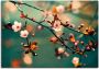 Artland Artprint Japanse kers Sakura bloemen als artprint op linnen poster in verschillende formaten maten - Thumbnail 1