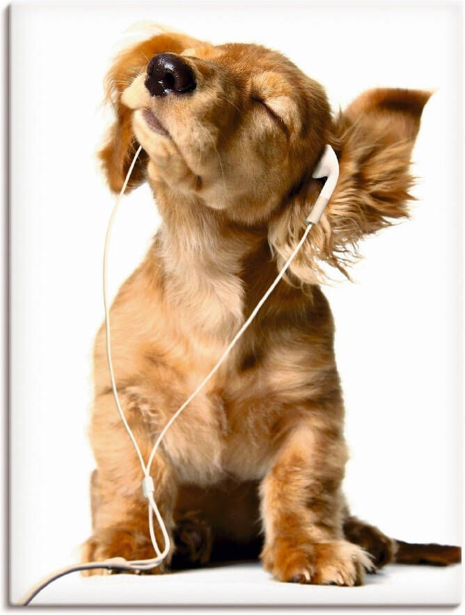 Artland Artprint Jonge hond die naar muziek door hoofdtelefoon luistert als artprint op linnen poster muursticker in verschillende maten