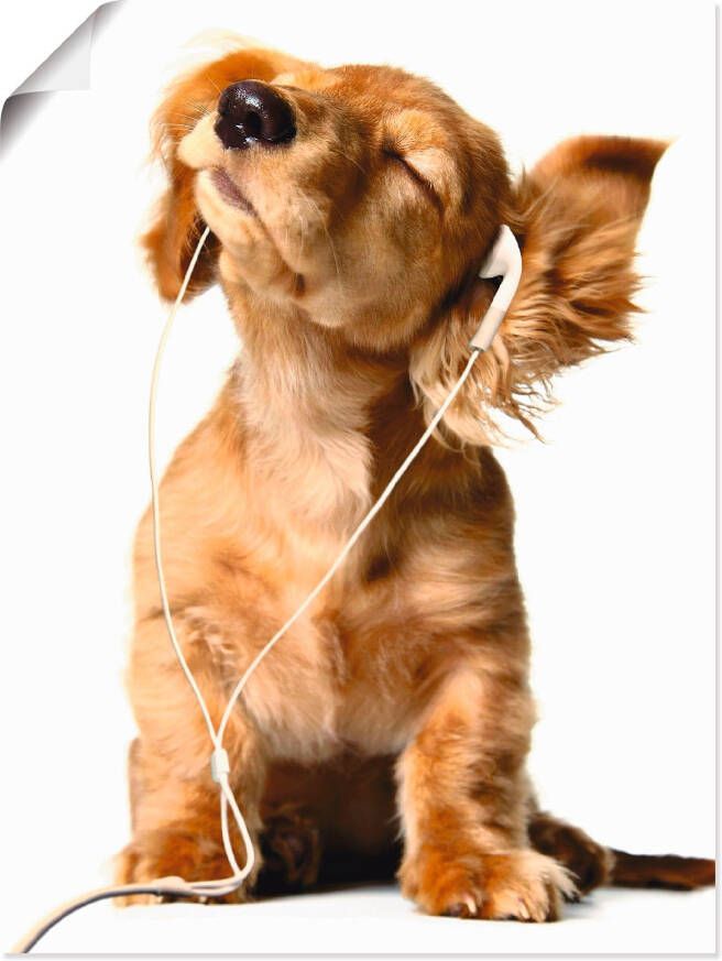 Artland Artprint Jonge hond die naar muziek door hoofdtelefoon luistert als artprint op linnen poster muursticker in verschillende maten