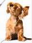 Artland Artprint Jonge hond die naar muziek door hoofdtelefoon luistert als artprint op linnen poster muursticker in verschillende maten - Thumbnail 1