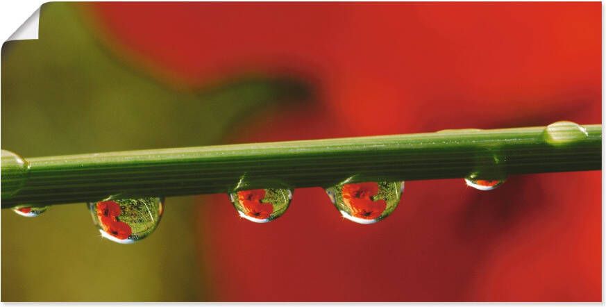 Artland Artprint op linnen Klaprozen waterdruppels gespannen op een spieraam - Foto 1