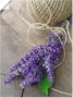 Artland Artprint Lavendel Struisvogel als artprint op linnen poster muursticker in verschillende maten - Thumbnail 1